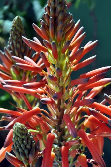 "A flor da Babosa (Aloe Vera)" de Decio Badari