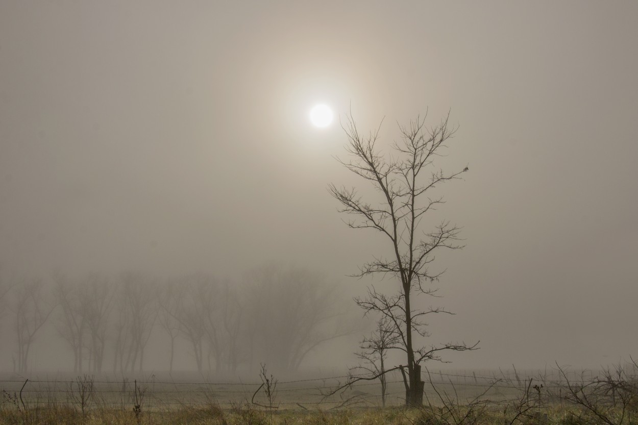"Niebla y sol" de Eli - Elisabet Ferrari