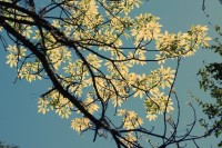 As folhas novas da Paineira, vem a a Primavera!
