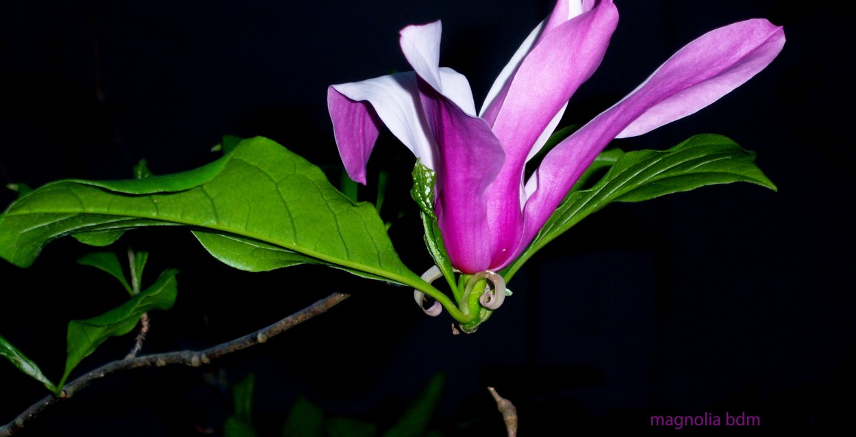 "magnolia purpura" de Beatriz Di Marzio