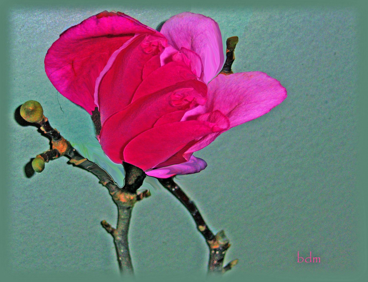 "magnolia" de Beatriz Di Marzio