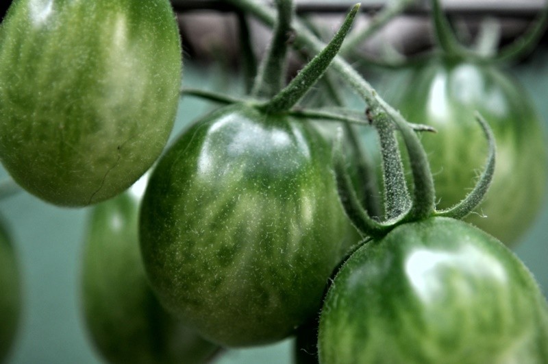 "Tomates-cereja, em breve nas mesas!" de Decio Badari