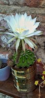 Flor !!!! De cactus