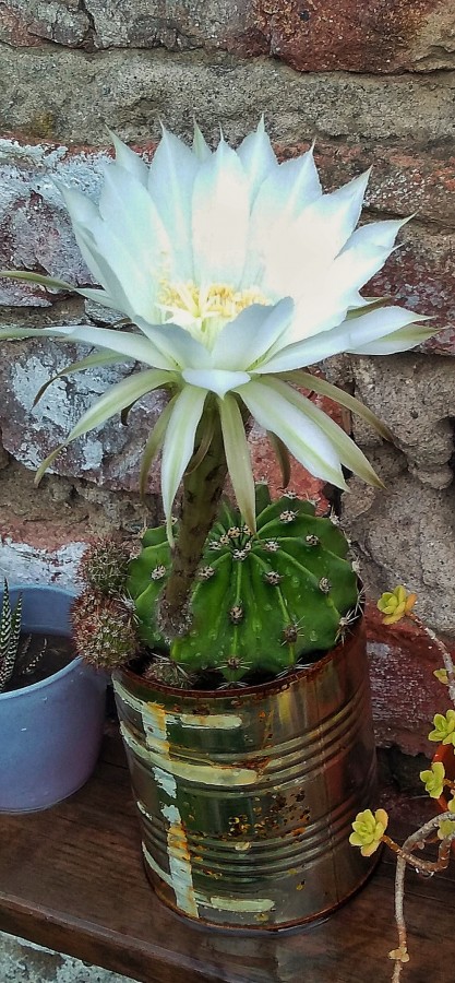 "Flor !!!! De cactus" de Marcela Vargas