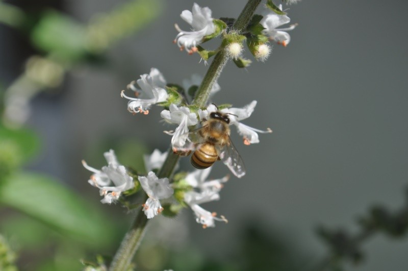 "S.O.S., as abelhas pedem socorro.........." de Decio Badari