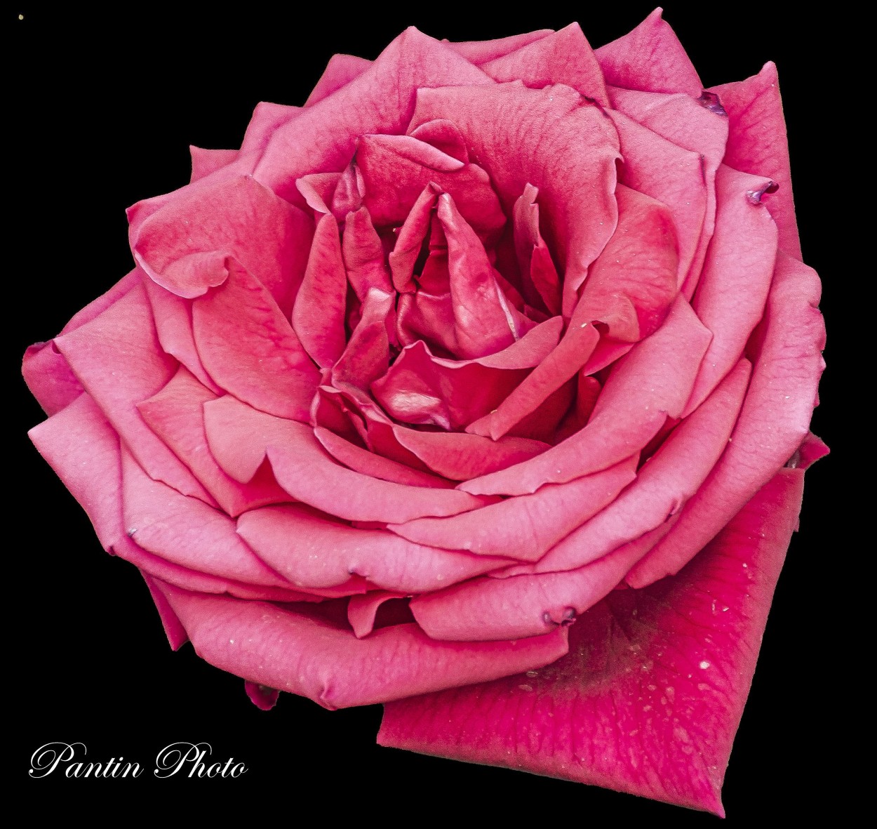 "Solamente una rosa" de Daniel Pantin