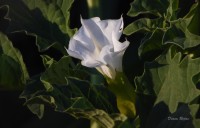 Una flor blanca