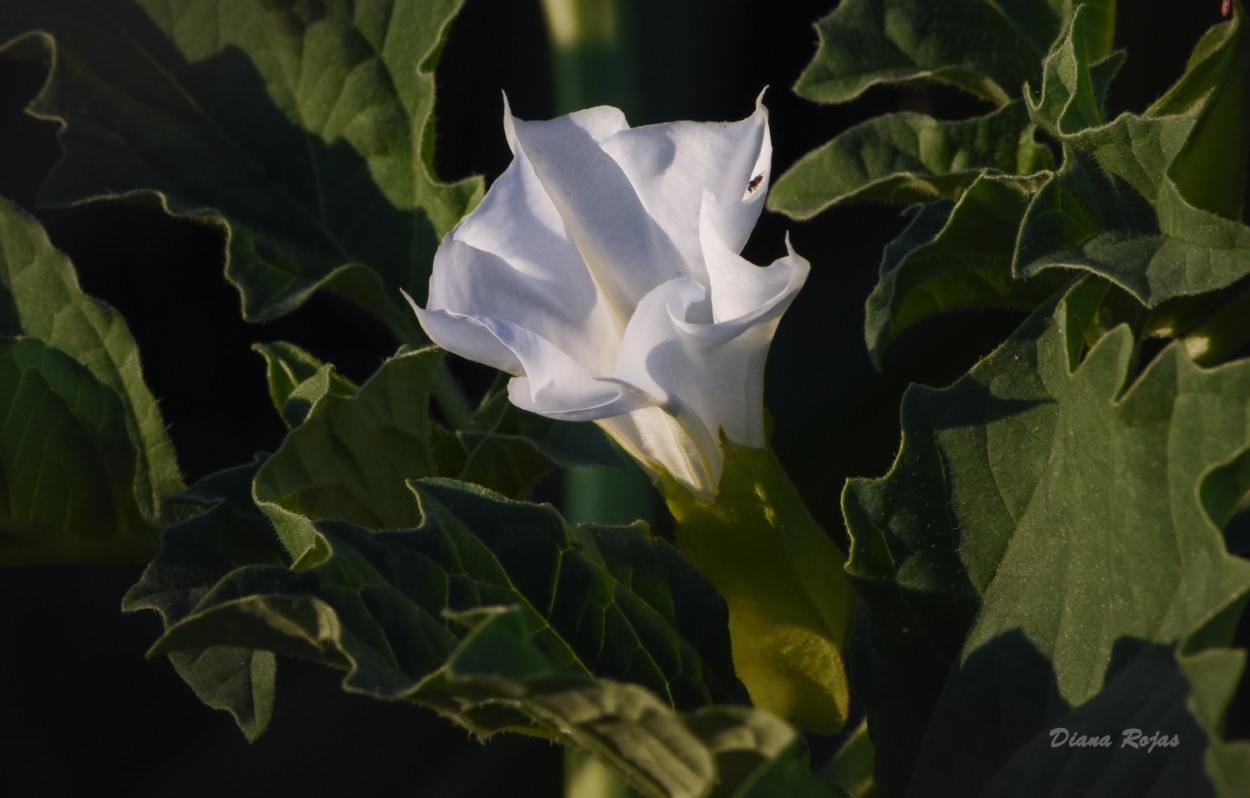 "Una flor blanca" de Diana Rojas