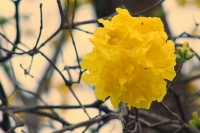 Um bouquet de Ip-amarelo,viva a Natureza!