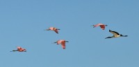 4 Colhereiros, um Cabea-seca,voo panoramico!