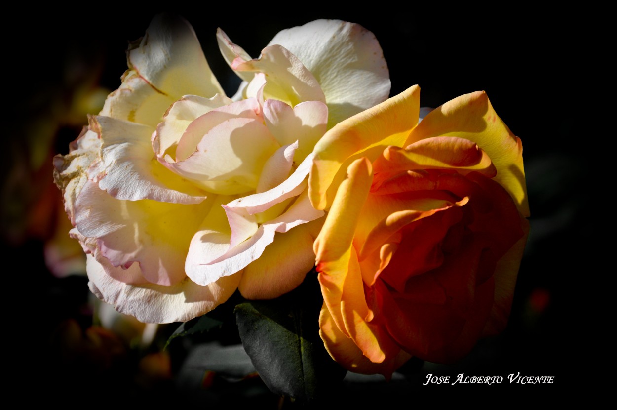 "Rosas" de Jose Alberto Vicente