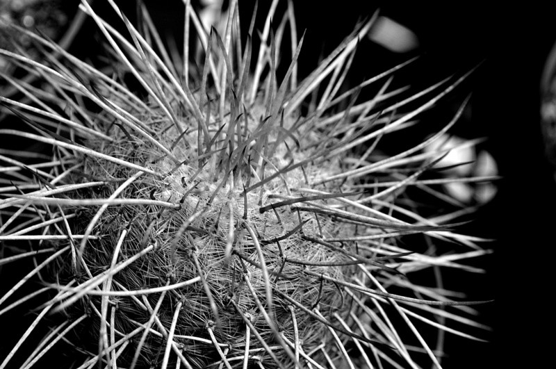 "A grande defesa dos Cactus,seus espinhos!" de Decio Badari