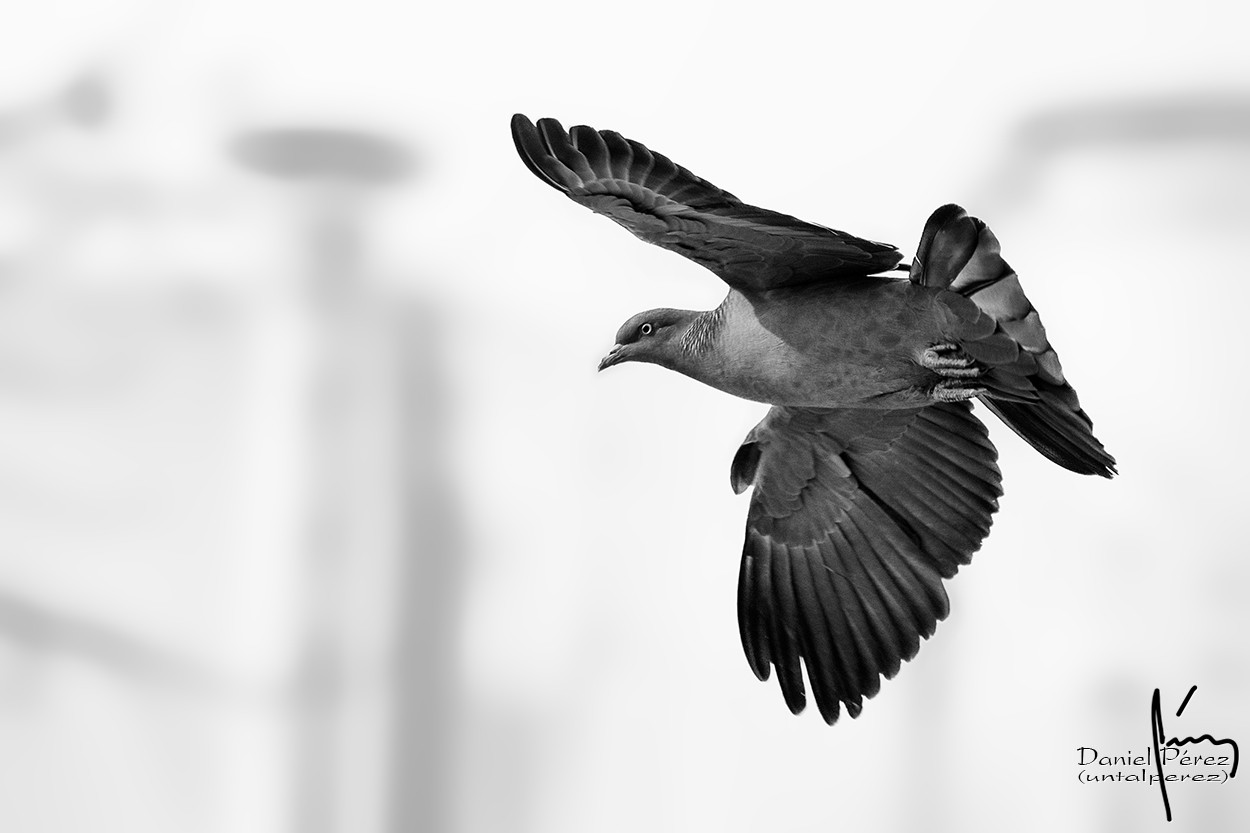 "Una paloma" de Daniel Prez Kchmeister