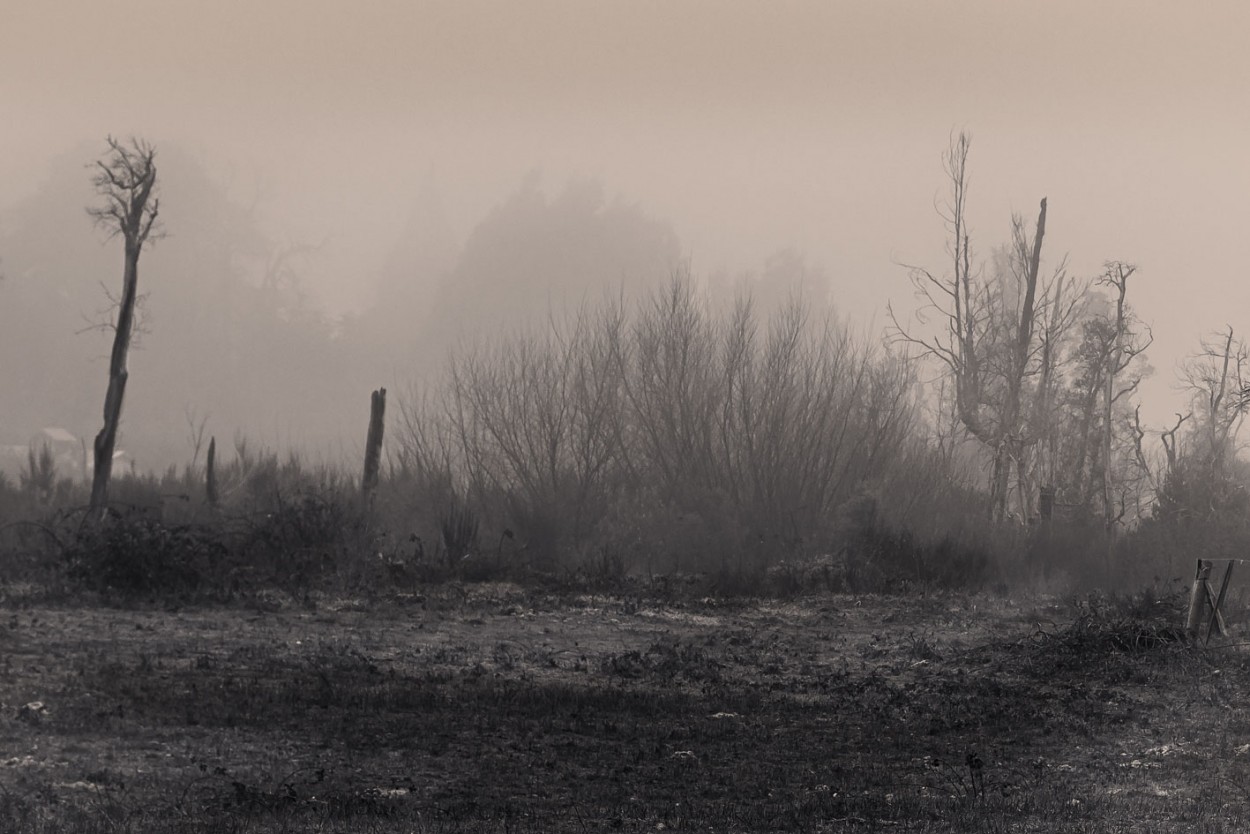 "Neblinosa" de Carlos Francisco Montalbetti