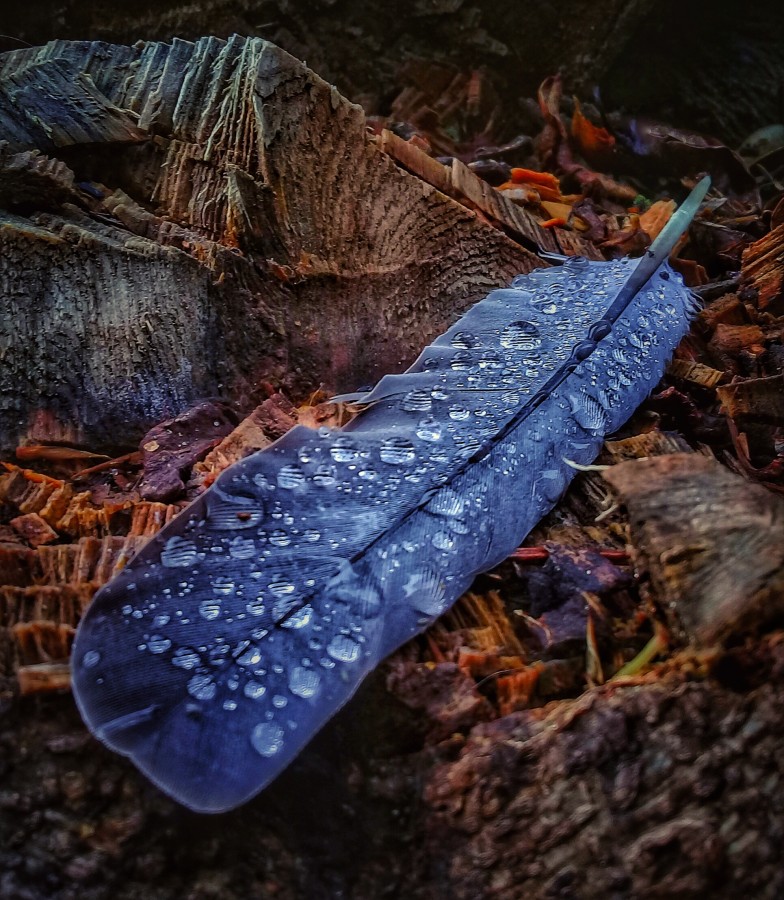 "Una pluma perdida en la lluvia" de Roberto Guillermo Hagemann