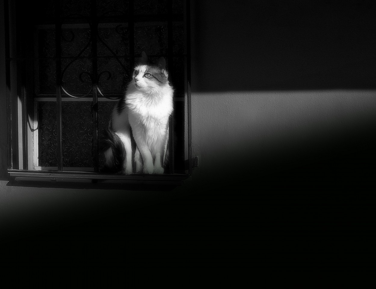 "En la ventana" de Silvia Olliari
