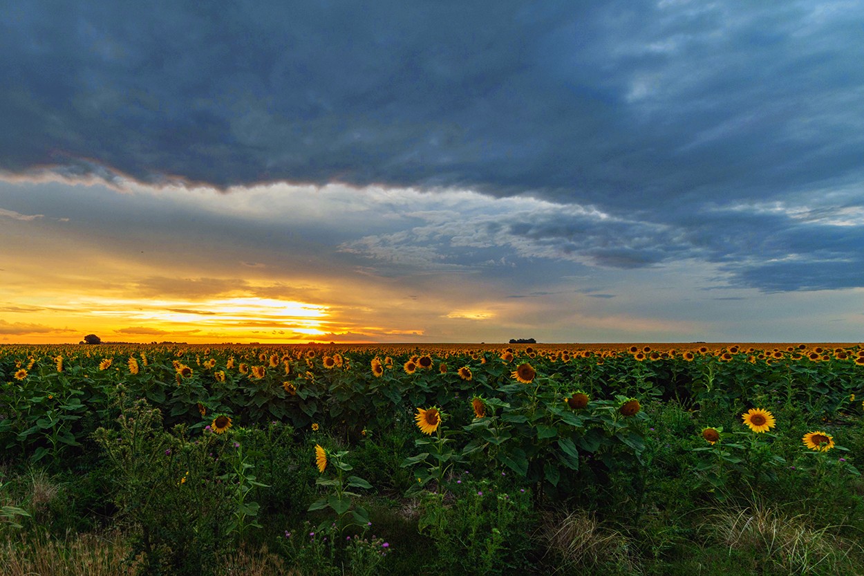 "Sunflower Fields forever" de Alfredo Fushimi