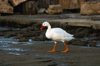El famoso `Duck walk`
