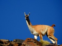 El guanaco, camelido de la cordillera de los Andes