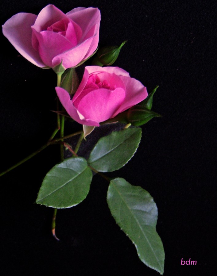"rosas rosadas" de Beatriz Di Marzio