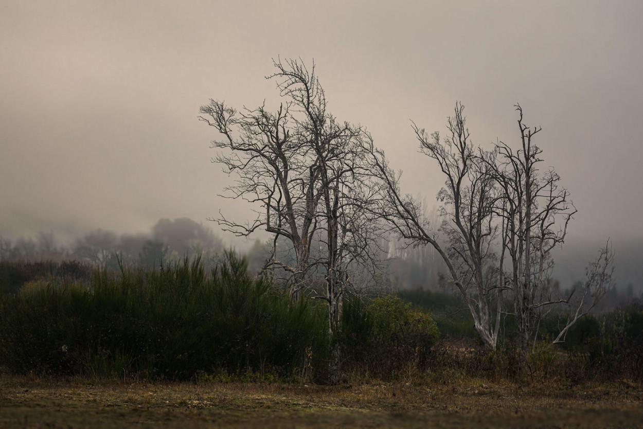 "Ultima niebla?" de Carlos Francisco Montalbetti