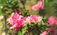 Originria da sia, a azaleia (Rhododendron simsii