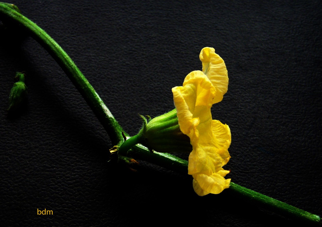 "calabaza flor" de Beatriz Di Marzio