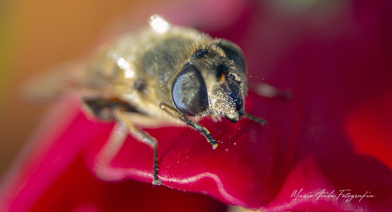 "bee (abeja)" de Mario Edgardo Avila