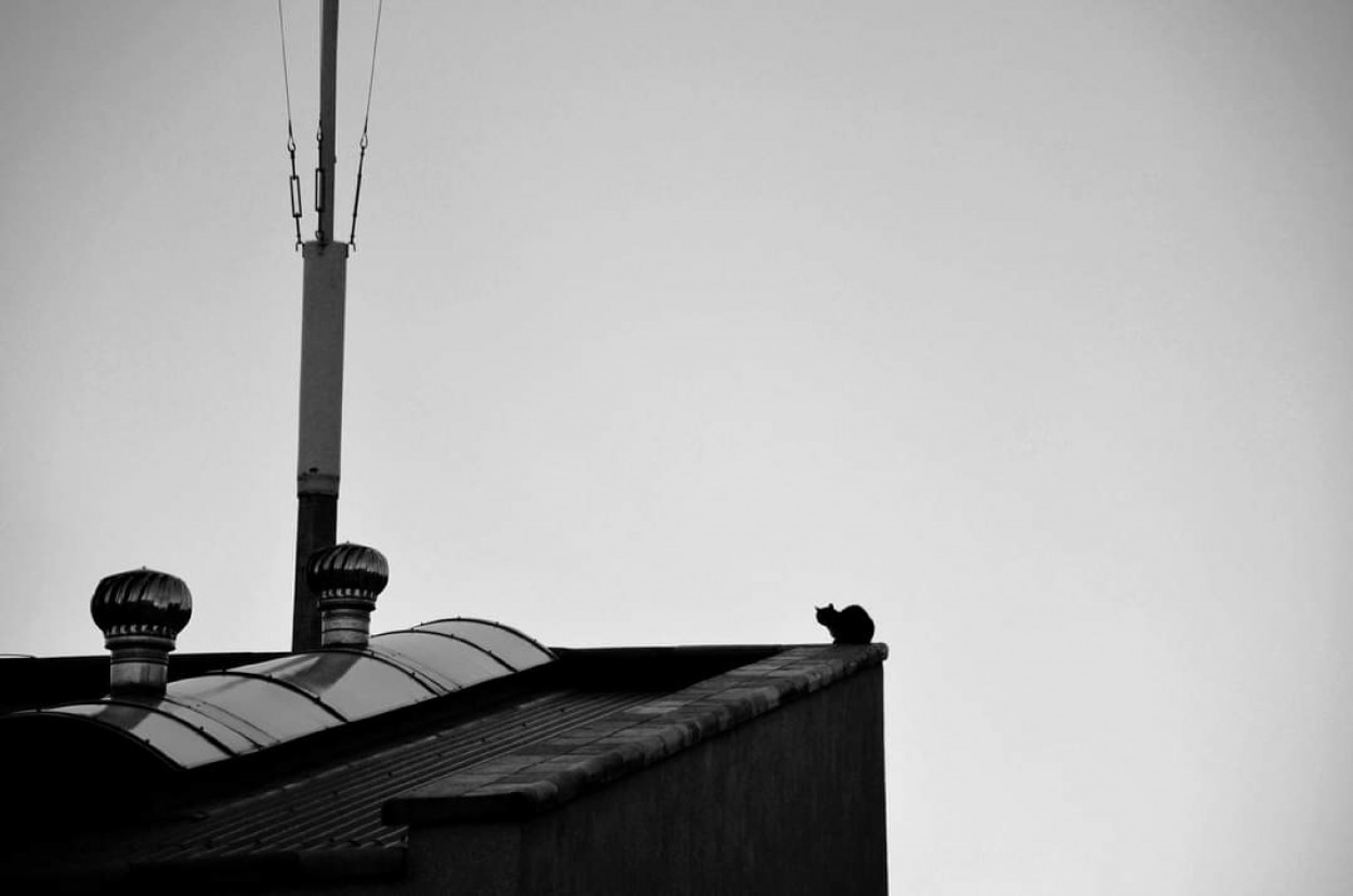 "El gato en el tejado" de Cecilia Mazurenco