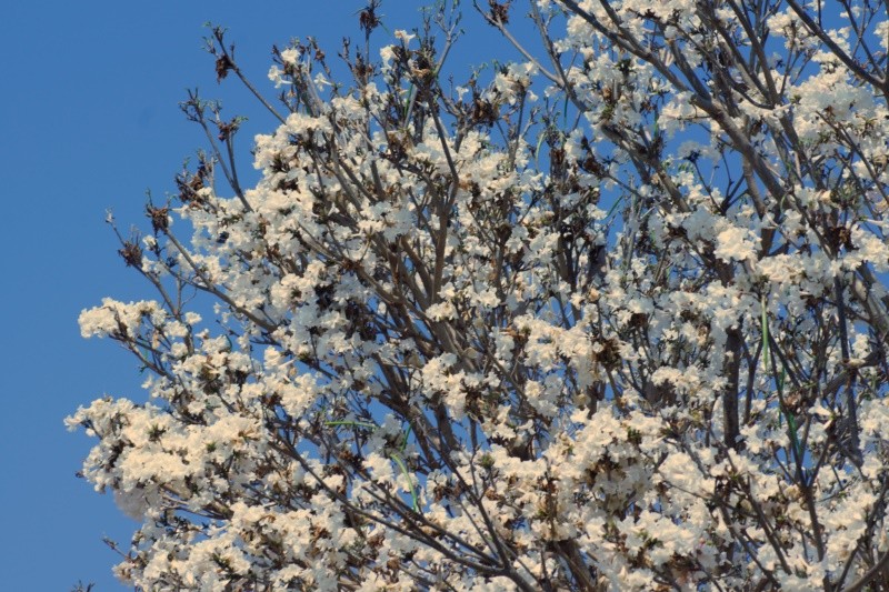 "Ip-branco  Tabebuia roseo-alba" de Decio Badari