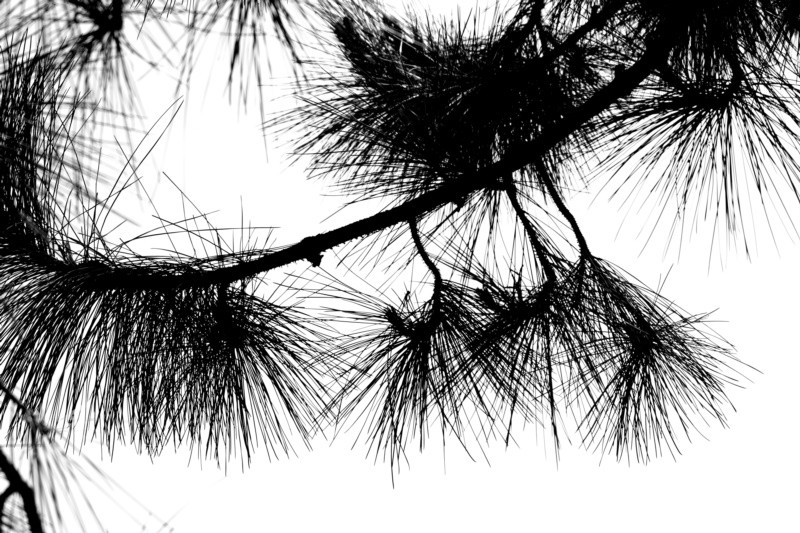 "Aproveitando a sombra de um Pinus!" de Decio Badari