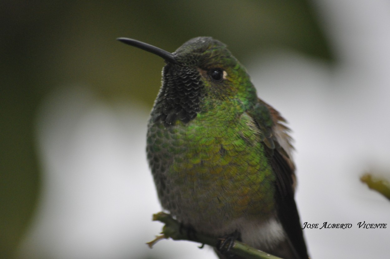 "colibri" de Jose Alberto Vicente