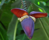 Flor da Bananeira,maravilhas da Me Natureza!
