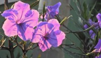 Petnia-comum  Petunia x hybrida.......