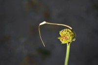 flor de cebolla