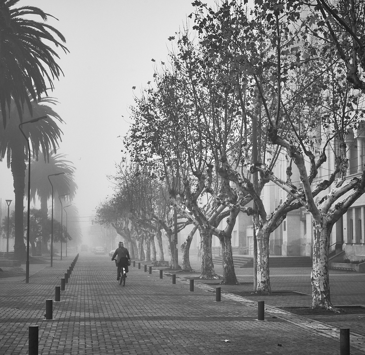 "Niebla en la ciudad" de Fernando Valdez Vazquez