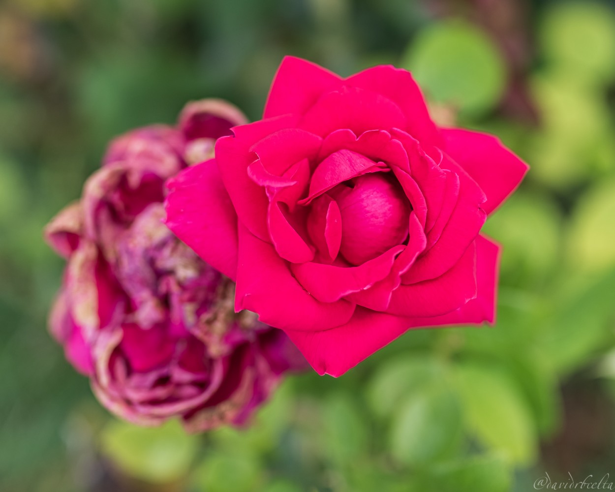 "rosa de vinya" de David Roldn