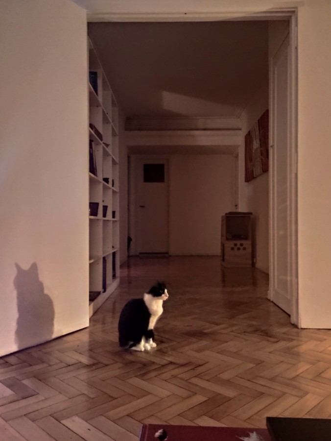 "De espaldas al gato" de Analia Coccolo