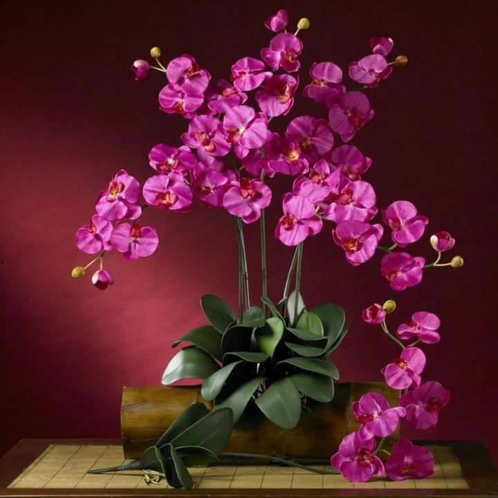 "orquideas" de Amparo Josefina Maggi