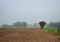 Dos palmeras en la niebla II
