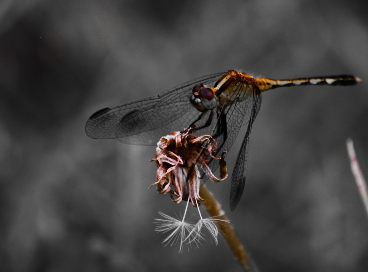 "Dragonfly" de Silvina Andrea Sanchez