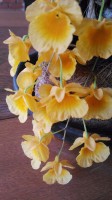Mini orquideas : Dendrobium Agregatum!