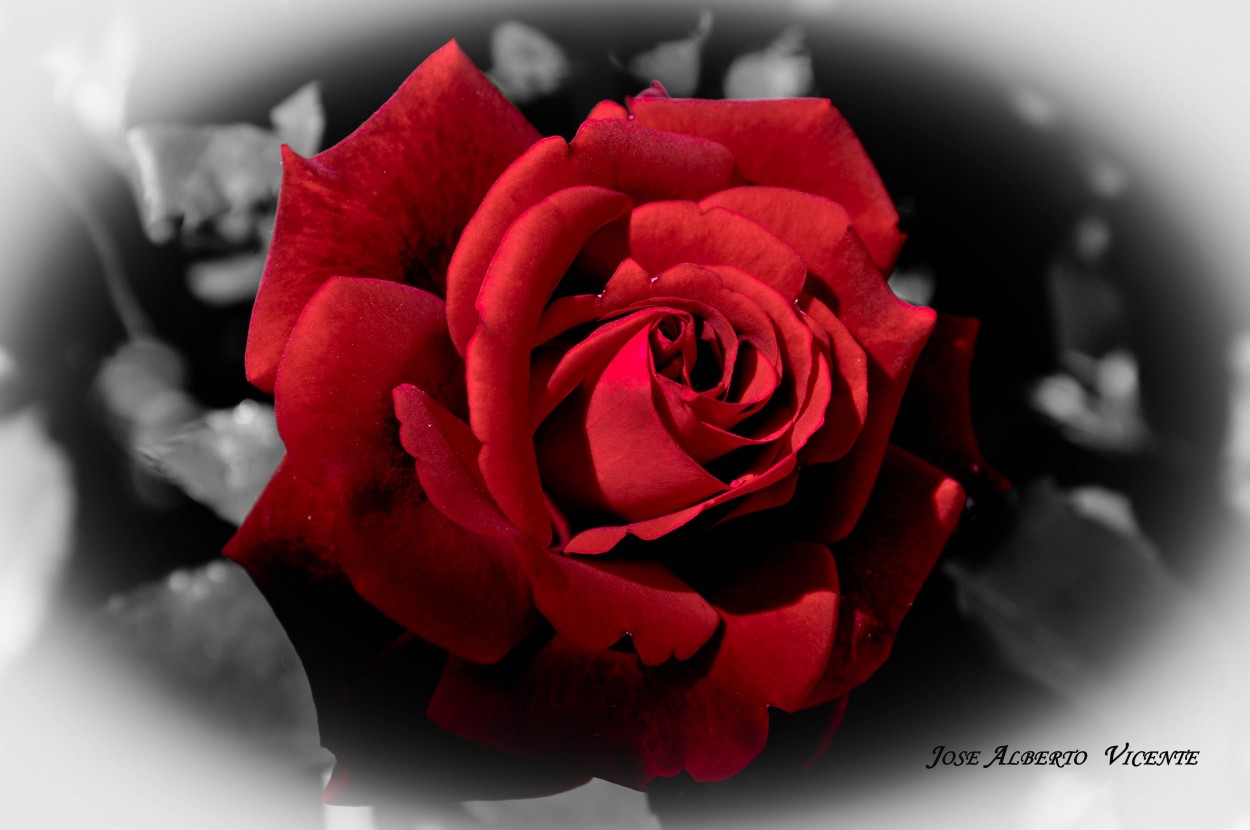 "rosas rojas para ti. . ." de Jose Alberto Vicente