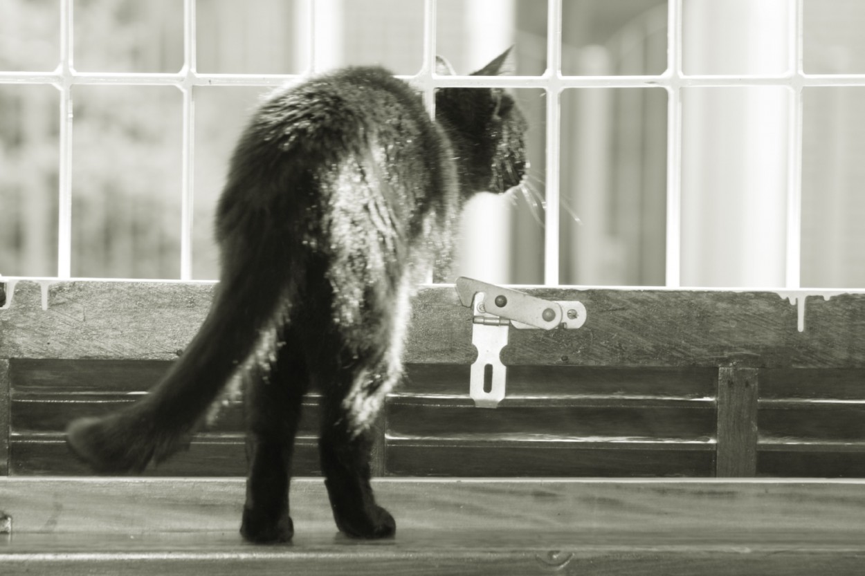 "A pandemia e a curiosidade felina." de Decio Badari