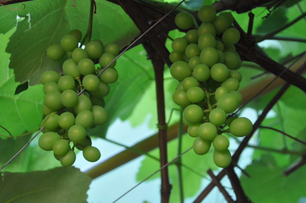 "Para o final do ano, assim estão as nossas uvas!" de Decio Badari