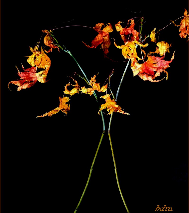 "juegos florales" de Beatriz Di Marzio