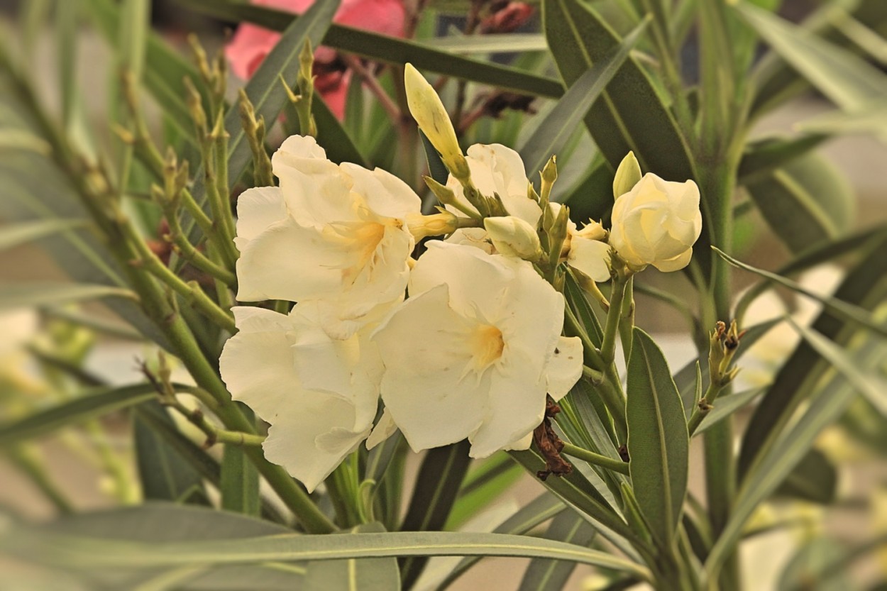 "um olhar na: Espirradeira  Nerium oleander" de Decio Badari