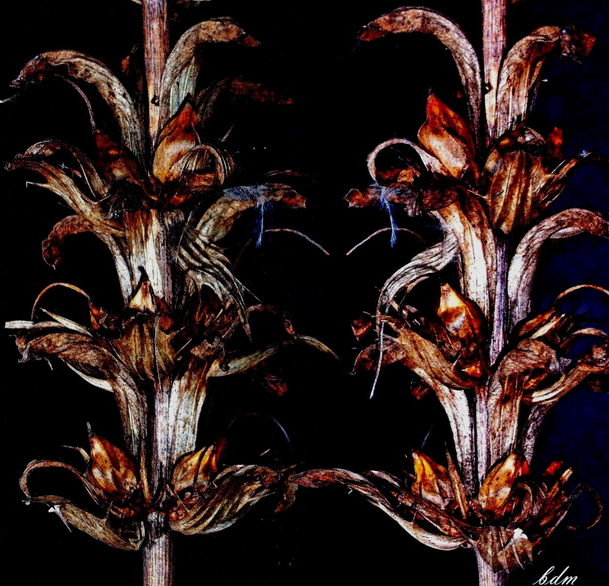"columnas vegetales,acantus secas" de Beatriz Di Marzio