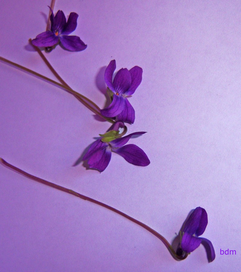 "violetas" de Beatriz Di Marzio