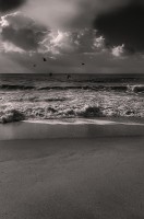 Mar y gaviotas en blanco y negro